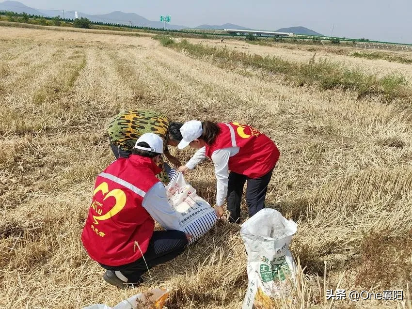 权重大师怎么用：襄阳“爱路-AiLu”志愿服务队助力夏收，温暖农民心