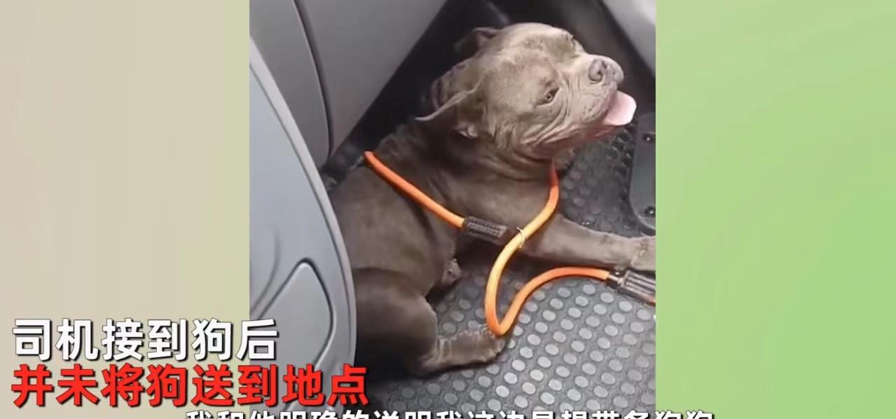 番茄管家软件：恶霸犬运输遭遇司机敲诈，专家提醒宠物主人注意安全保障措施