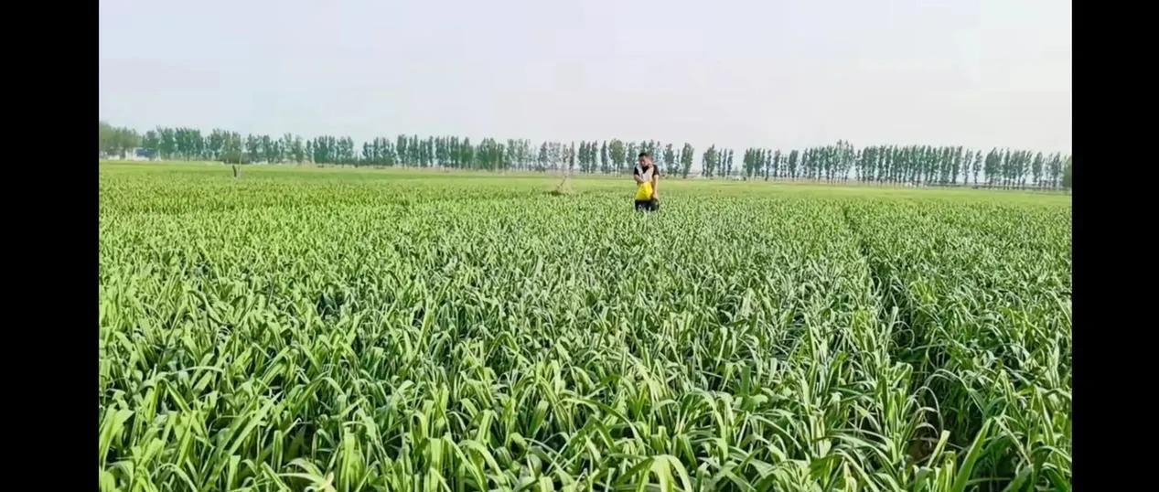小J助手：低调种地致富秘籍，年入十几万的农村创业新模式解析