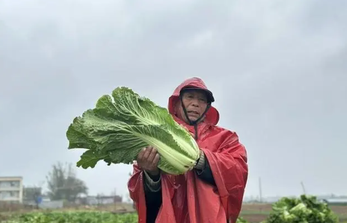 多多权重：活该他当老板！山东男子白菜滞销，书店老板出手相助，解决农民困境！