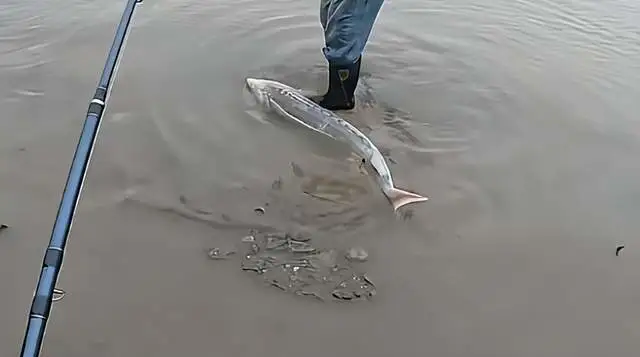 CC助手下载：江西钓鱼人意外捕获国家一级保护的长江鲟，误捕后主动申报受赞赏