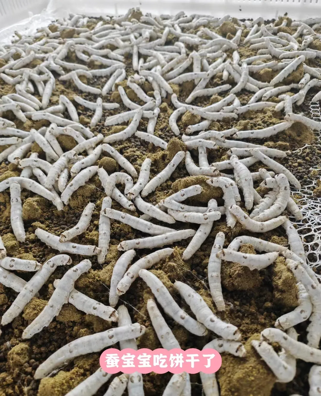 小G助手软件下载：蚕吃饲料的科技创新，是福是祸？探讨丝绸业的未来发展与挑战