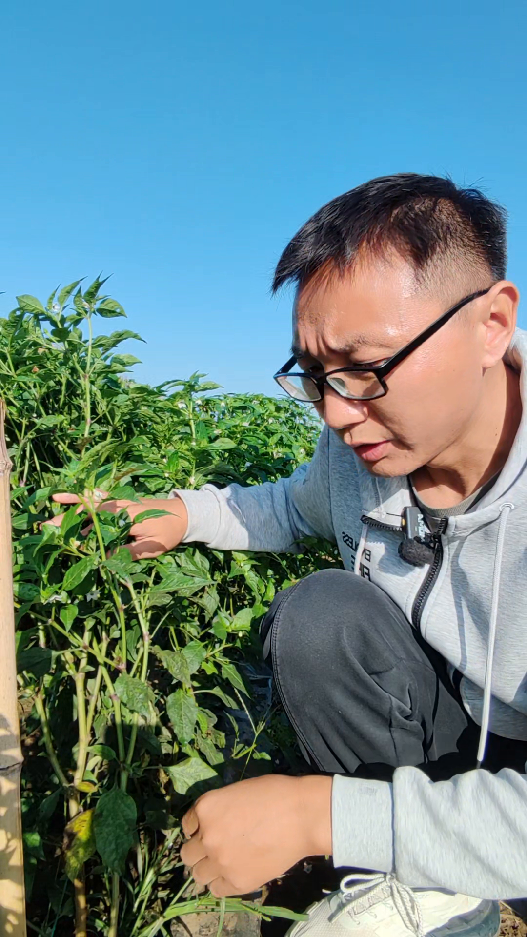 X助手怎么用：如何应对辣椒种植中的常见问题与经验分享