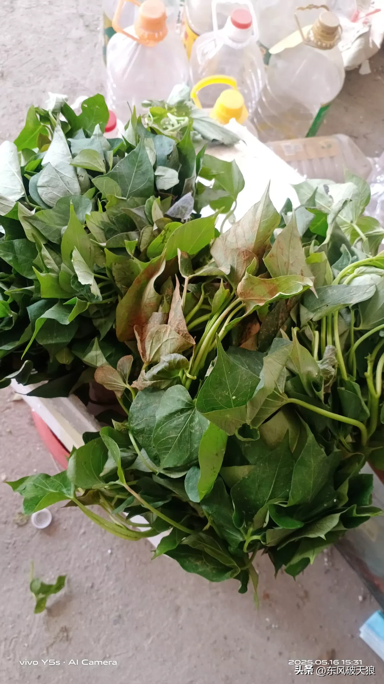 超评助手卡密：网购地瓜秧经验分享，快递包装破损与栽种工具自制探讨