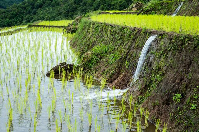 Y助手：农民为何不再种地？探讨山区与平原农业的出路与现代化发展