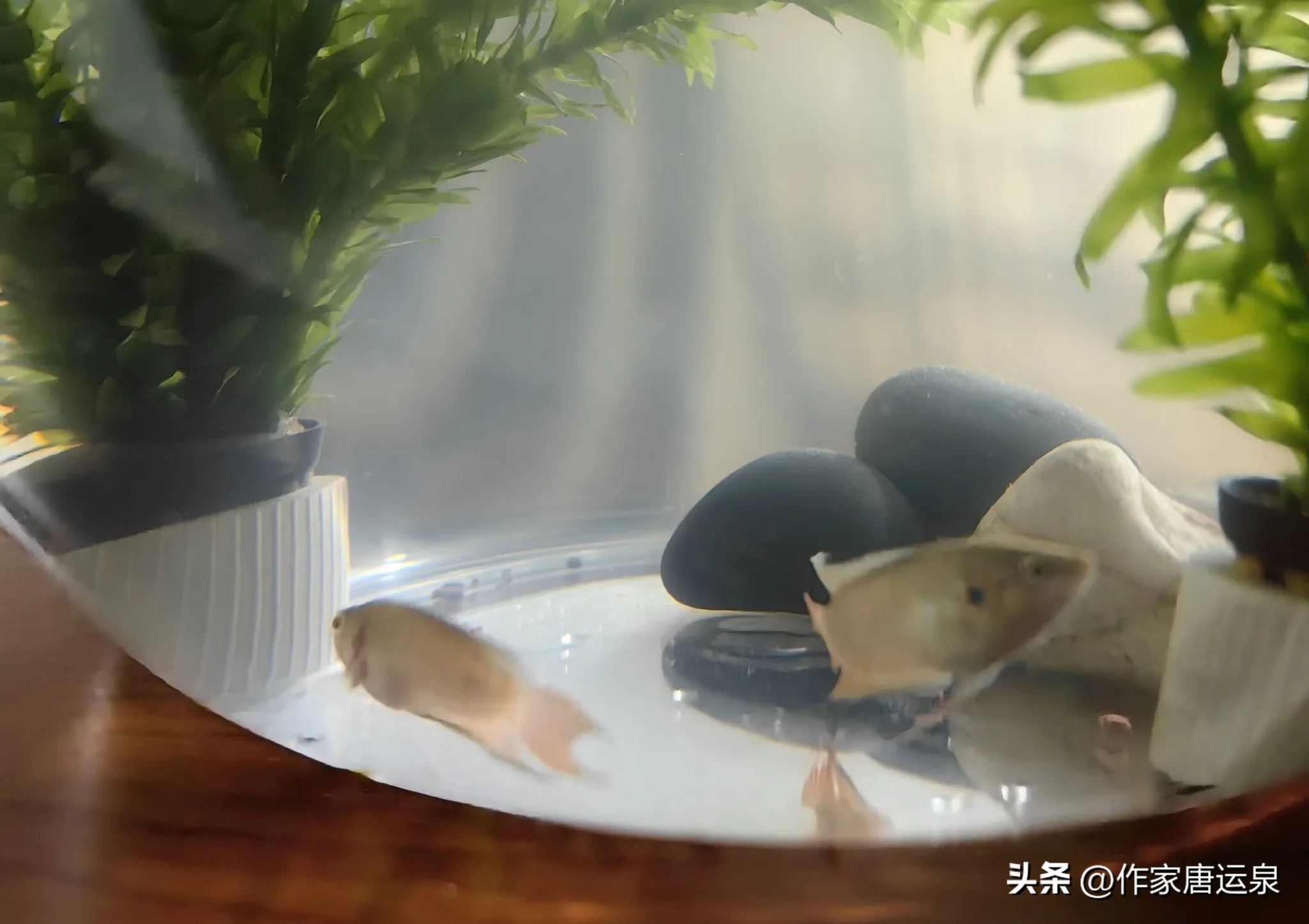 神龙助手：我的中国斗鱼养殖经历，从乡村到城市的情感故事
