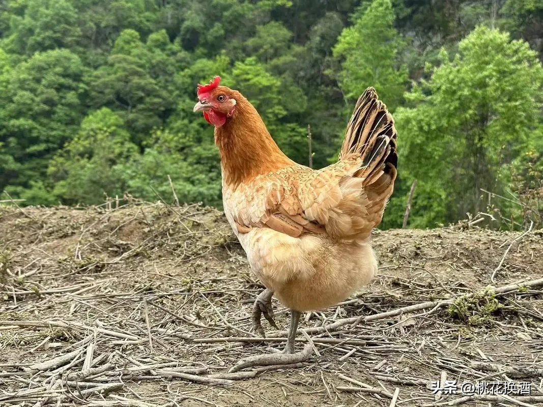 权重大师：农业创业的三大黄金赛道，特色种植、养殖与深加工技巧揭秘