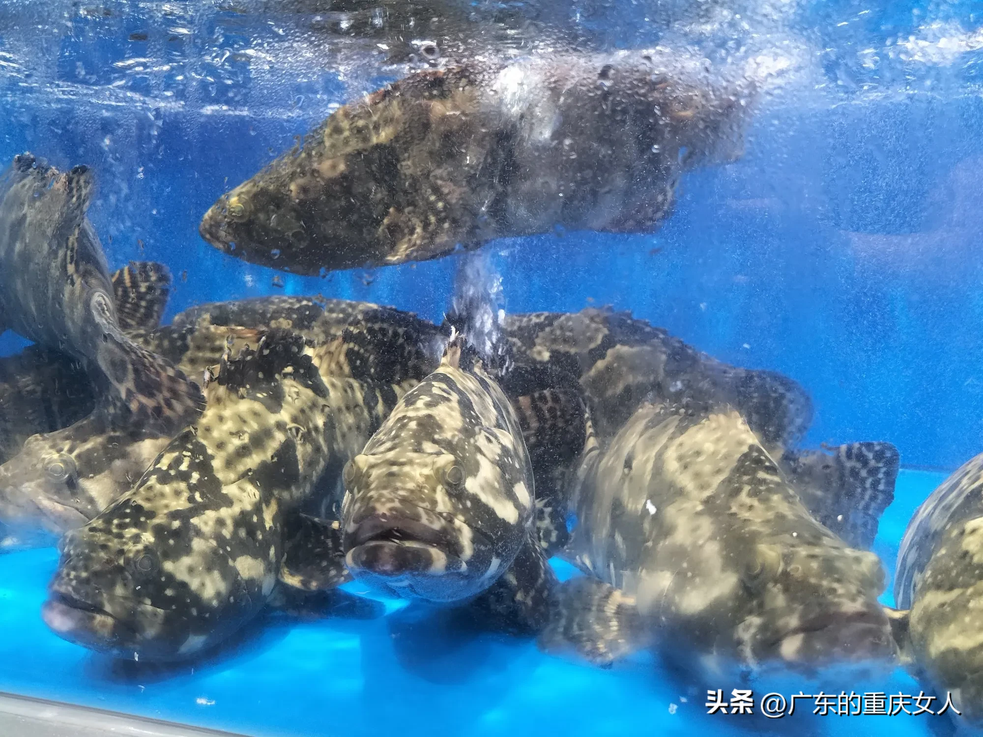 小U助手：大渡口万达永辉超市变身淘小胖，商品更便宜受欢迎