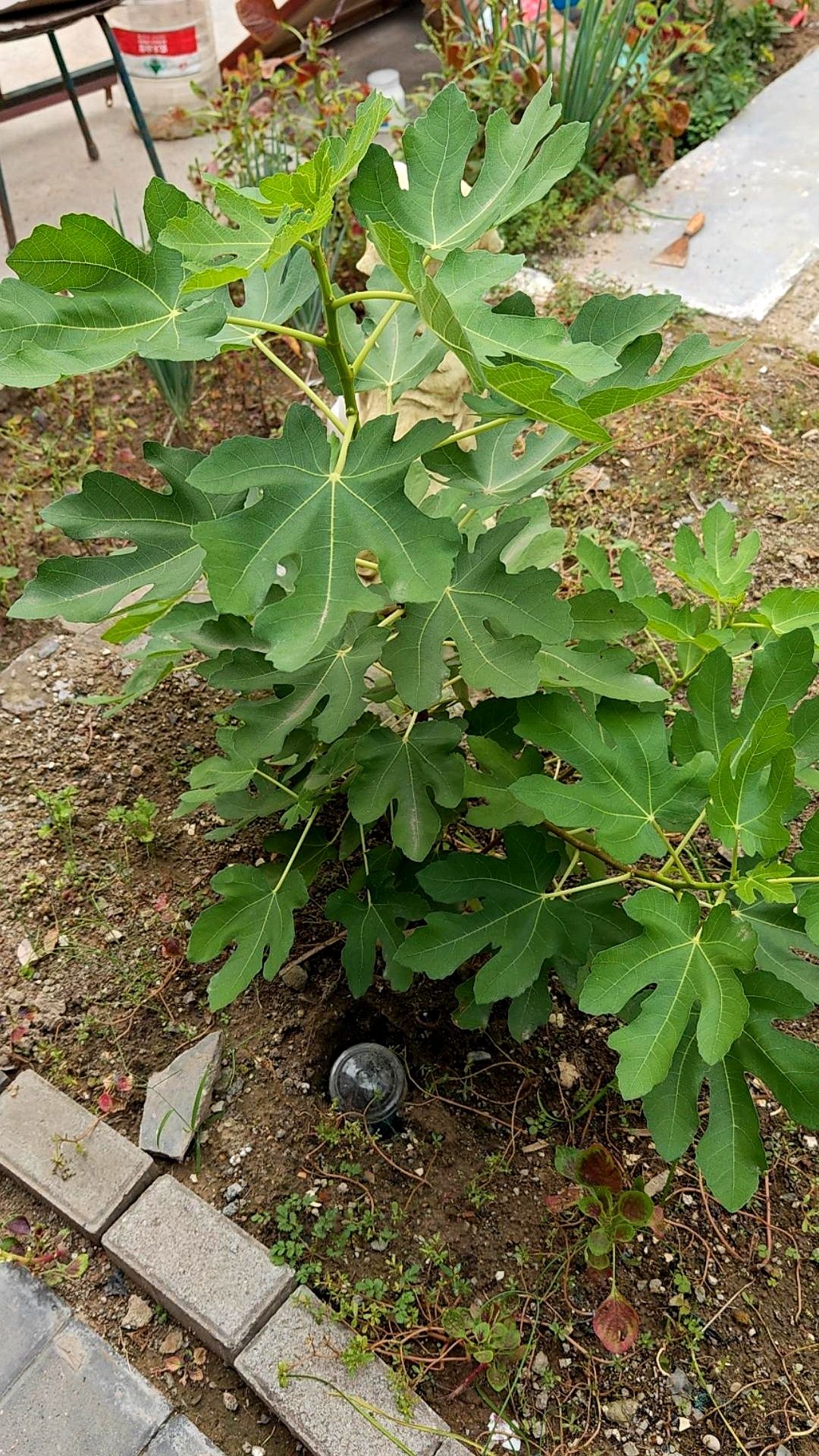 易出评邀请码：电商盲盒，高预期低落差背后的无花果树故事与购物反思
