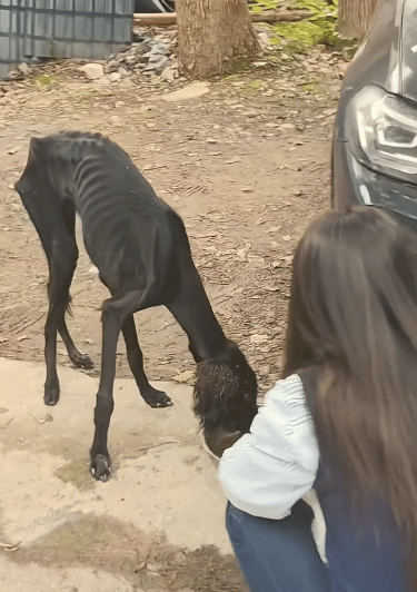 DD助手：重庆南山善良女子救助流浪哮天犬，温情故事感动人心