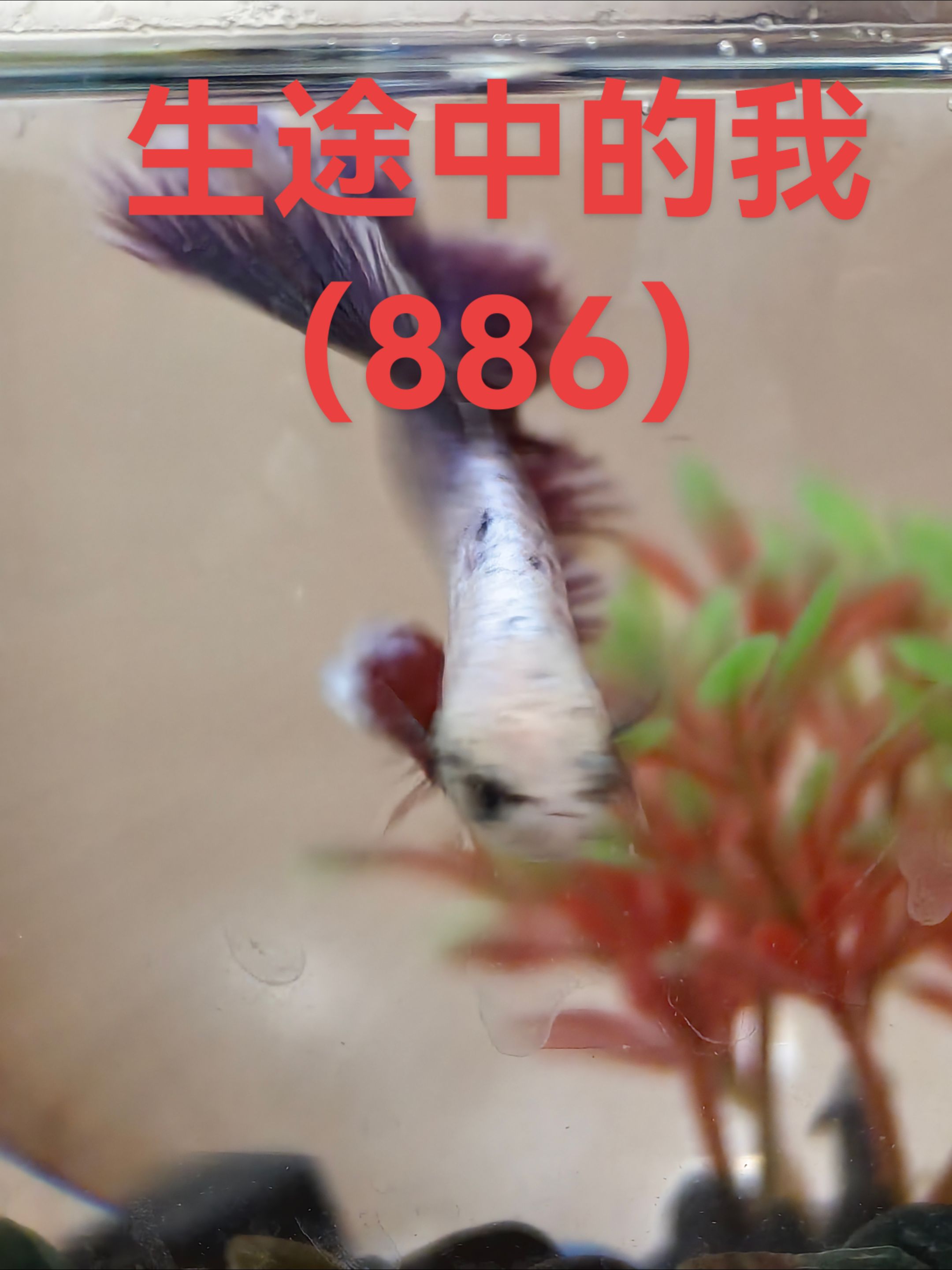 茄子助手网站：离别时刻，我与斗鱼的日常回忆与告别