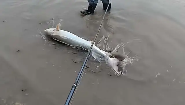 CC助手下载：江西钓鱼人意外捕获国家一级保护的长江鲟，误捕后主动申报受赞赏