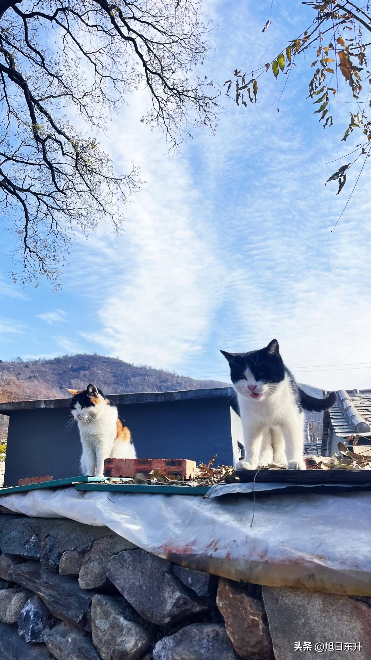 快火助手：北京冬日红果植物与猫咪的慵懒生活态度探寻