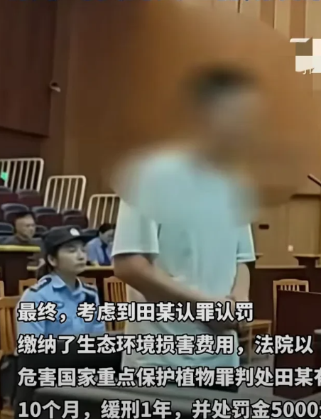 小G助手软件下载：南京男子报警揭发国家一级保护植物非法交易，买卖双方法律责任引热议