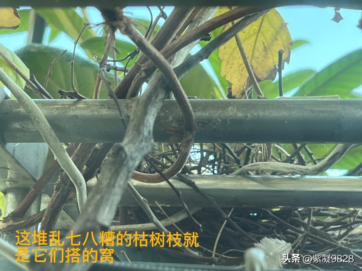 茄子助手使用方法：春天鸟窝的故事，我对生活趣味的重新思考与期待