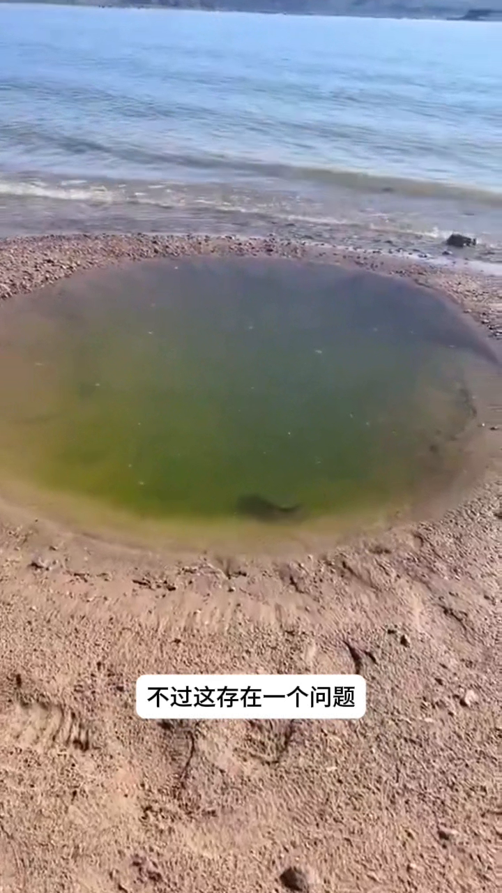 多评助手软件：突破人生困境，一条鱼的豪赌与勇气启示