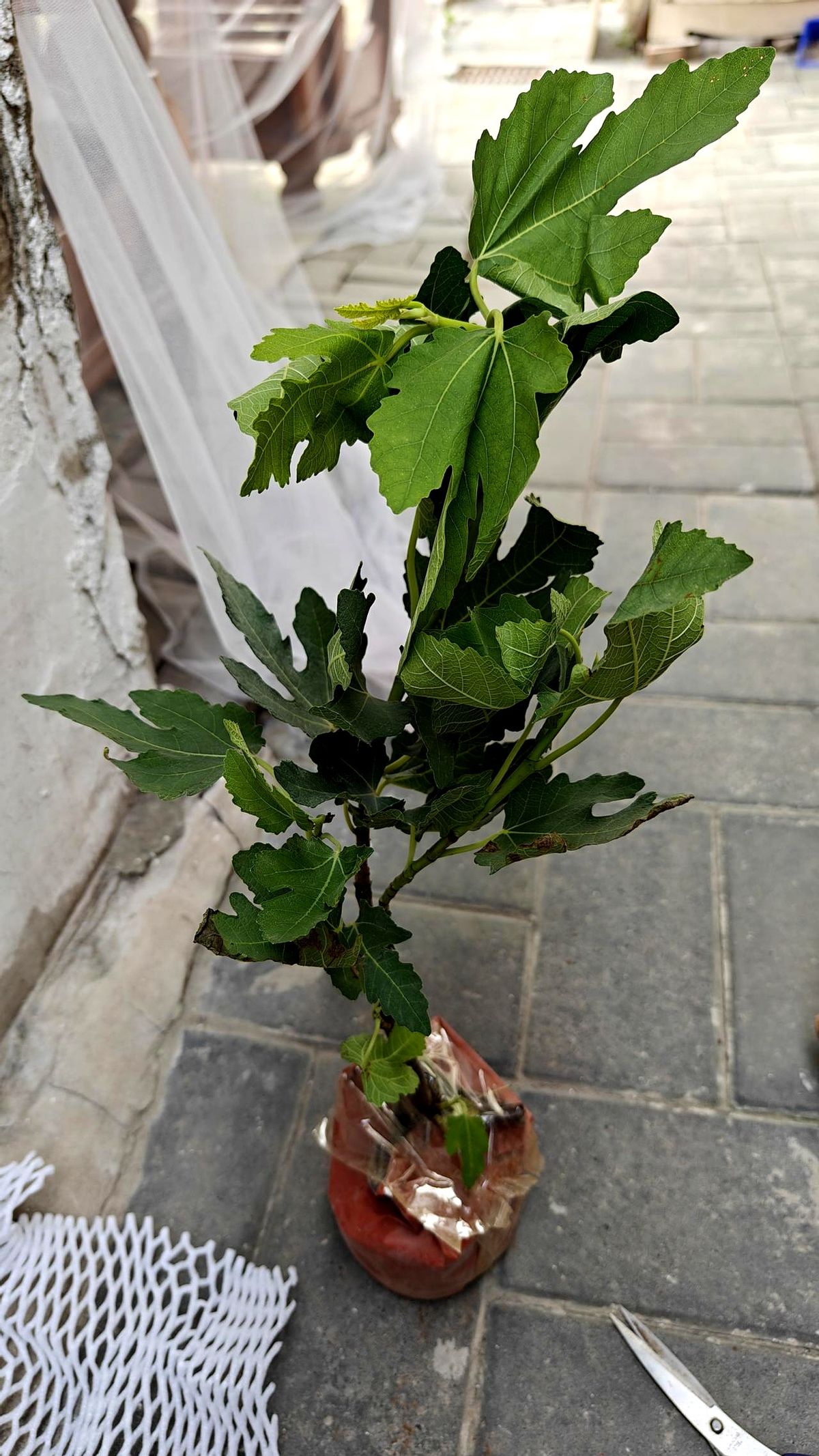 易出评邀请码：电商盲盒，高预期低落差背后的无花果树故事与购物反思