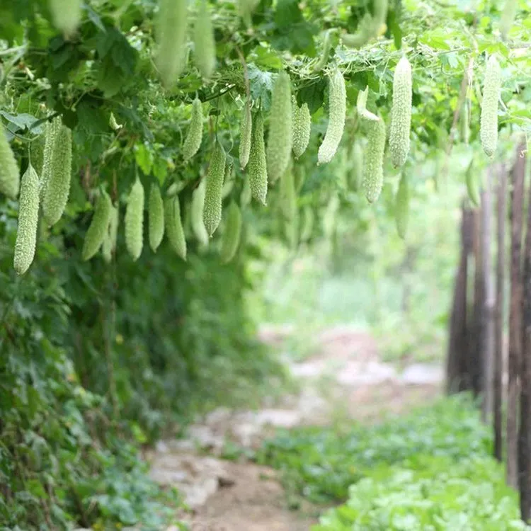 快火助手网站：超市新鲜蔬菜的秘密，如何智慧选择健康食材？