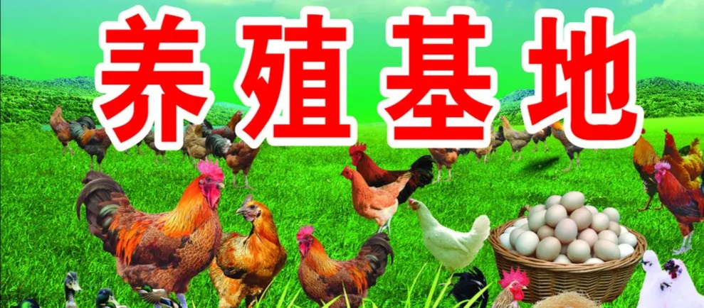 云赞助手：当兵回乡创业，成功养殖致富的经验分享与启示
