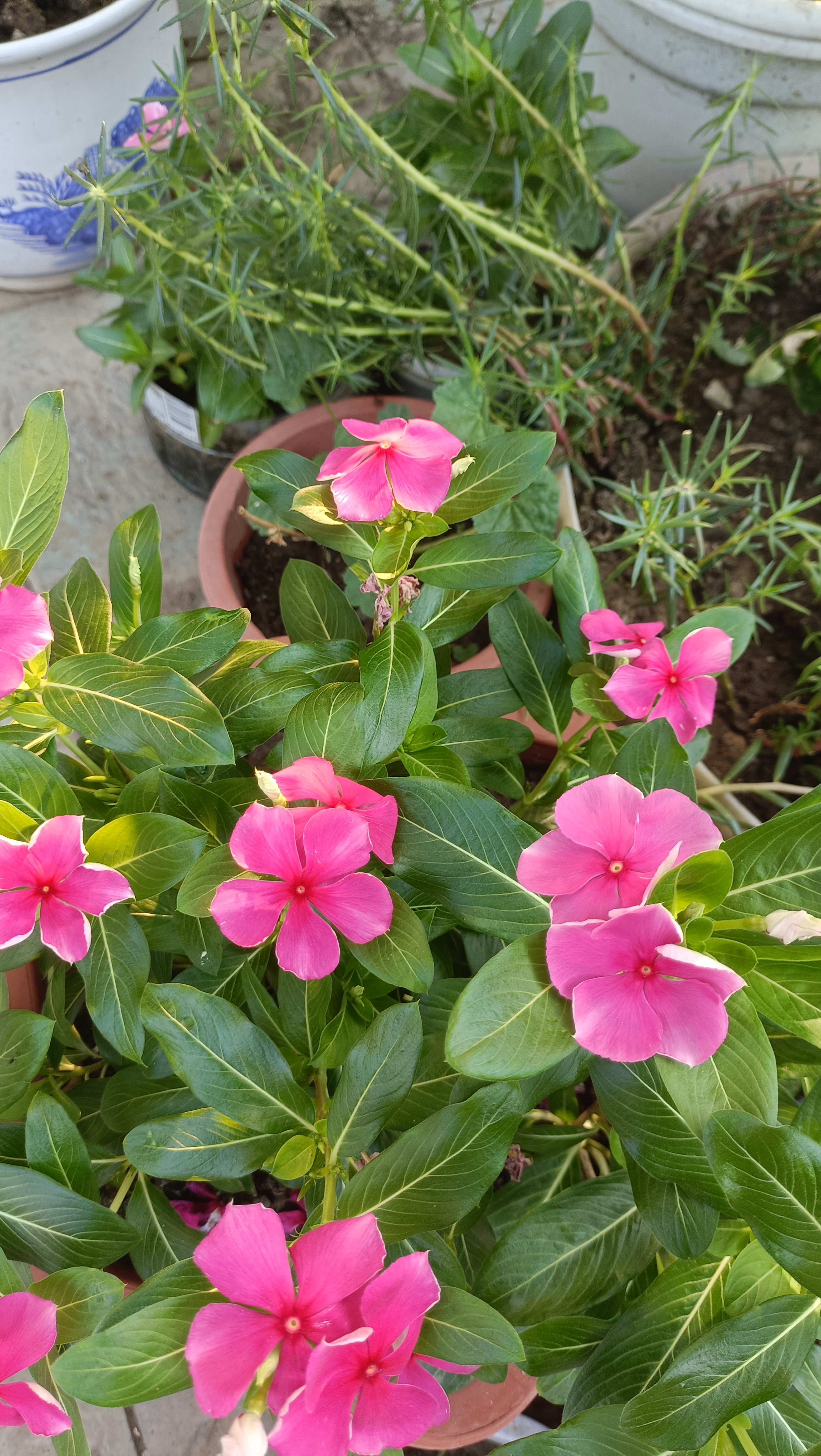 东风助手：中医药产品销售，坚持口碑与亲身体验的经营理念