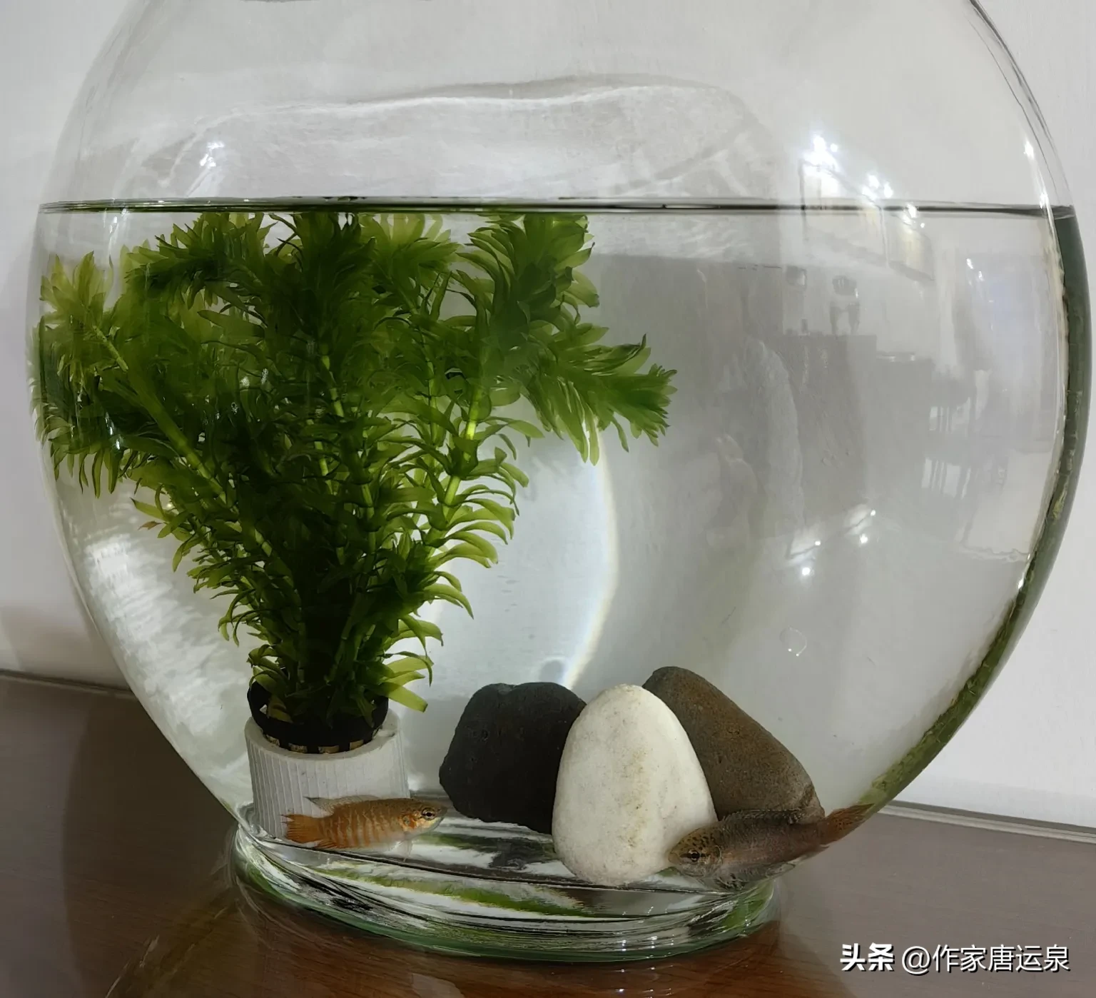 神龙助手：我的中国斗鱼养殖经历，从乡村到城市的情感故事