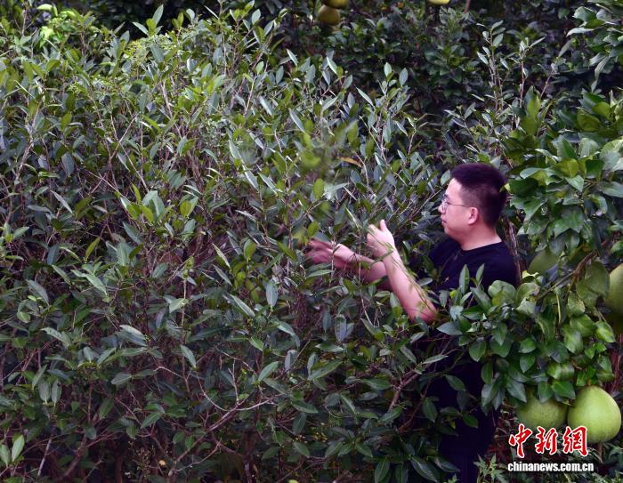 潜力鸭：武夷山岩茶销售旺季开启，茶农严控炭焙火候助力品质提升