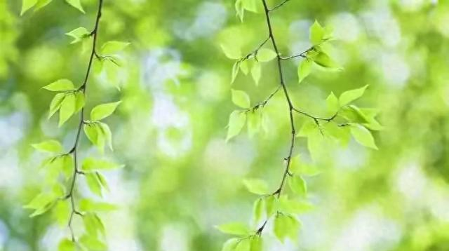 小G助手：老年人逆袭，从被赡养到创造价值，见证银发革命的崛起