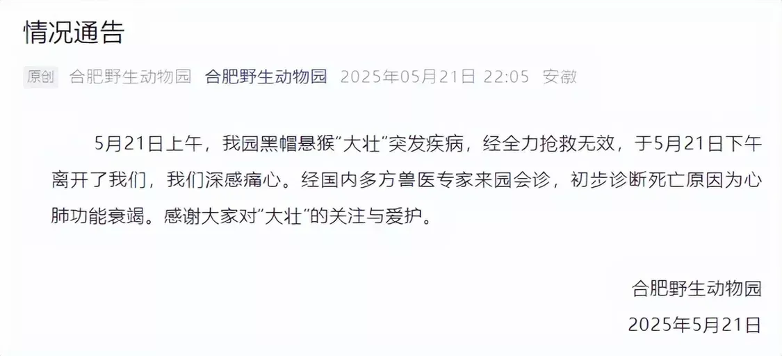 51助手：国字脸网红猴大壮离世，引发网友泪目与怀念，见证独特魅力