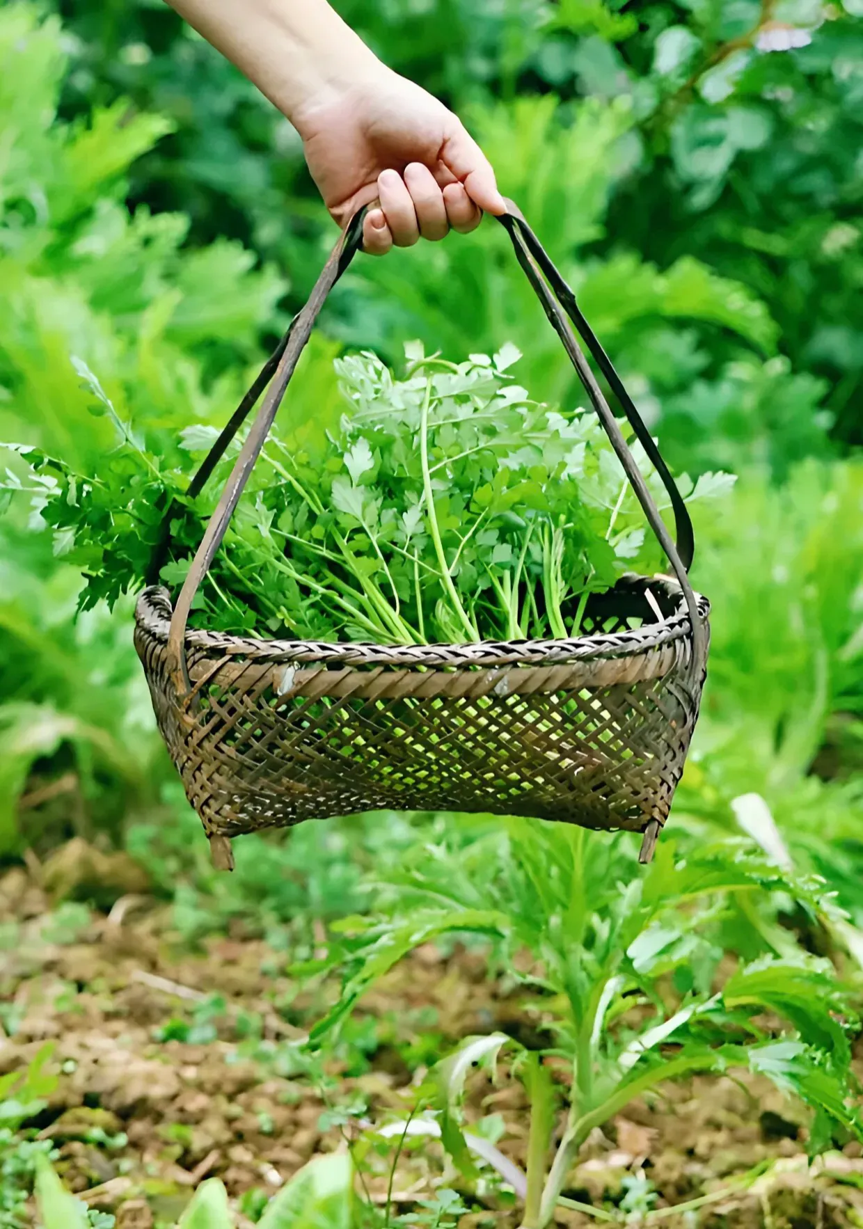 番茄管家入口：疫情后消费习惯转变，人们为何更爱健康食品和自制餐？