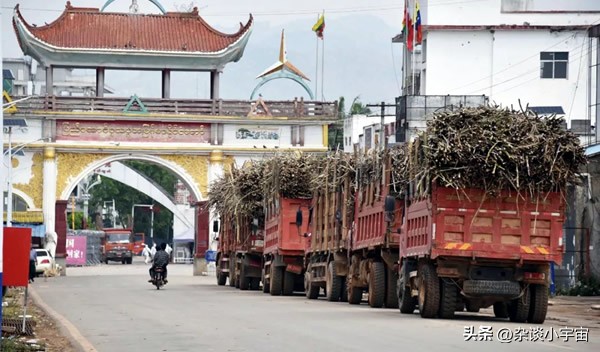 乐拼助手：缅北果敢地区甘蔗种植现状与市场规范分析，未来产量与收益展望