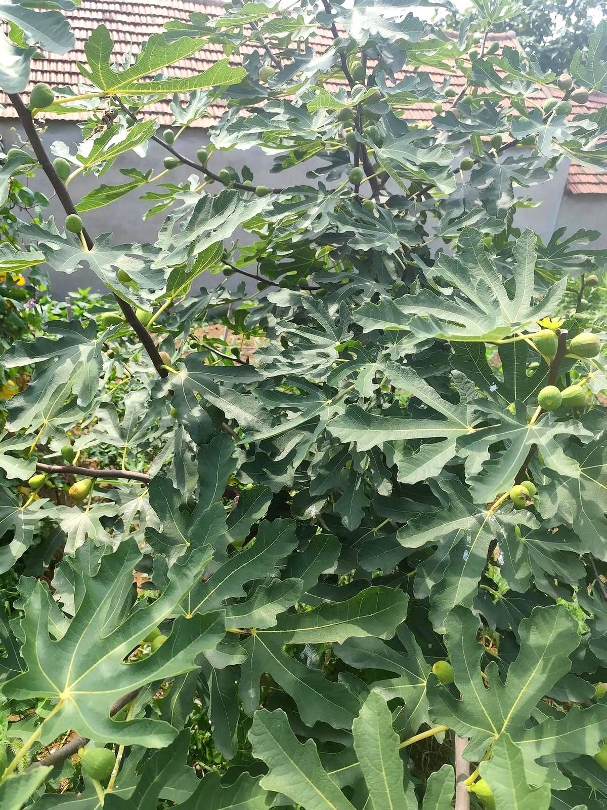 超单助手最新版本：真果无花果，为何快递到不了的地方才是它的家？