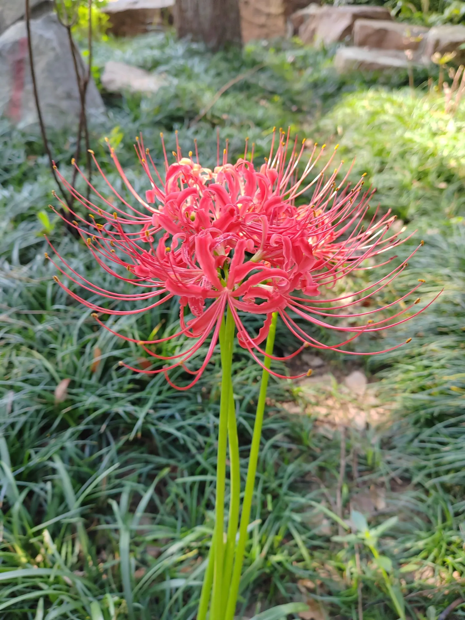 小G助手拼多多：彼岸花的神秘美丽，美与诡异交织的花海之旅