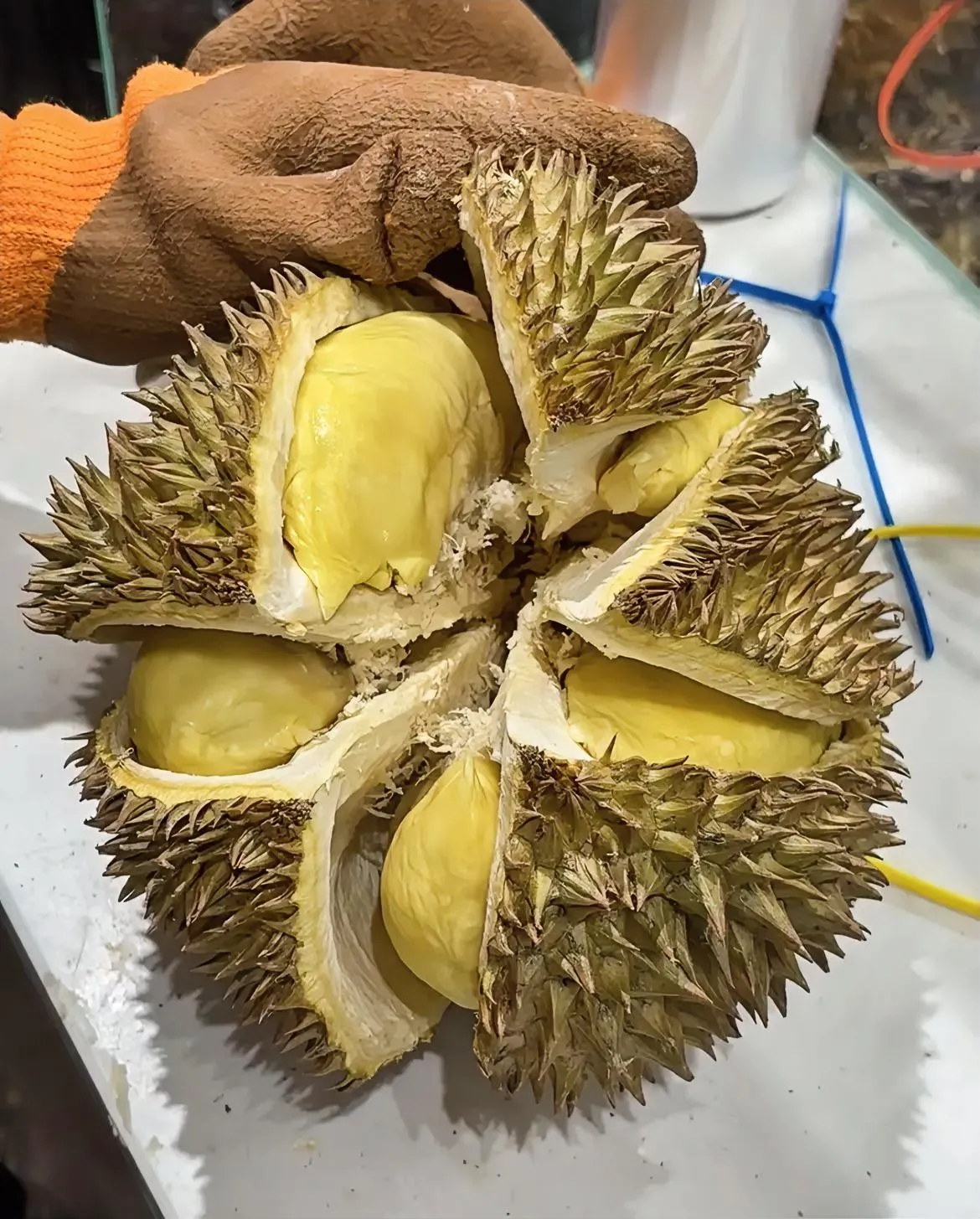 团粉助手邀请码：榴莲价格下跌的六大原因，市场竞争加剧与国产崛起分析
