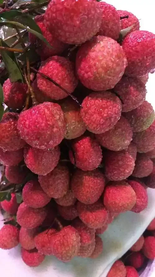 潜力鸭：海南荔枝出岛专机启航，助力新鲜水果抢占市场