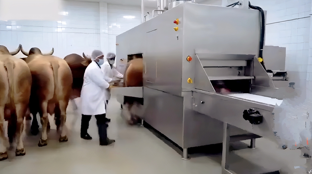 易出评：现代屠宰技术揭秘，“杀牛不见血”的创新与中国科技力量