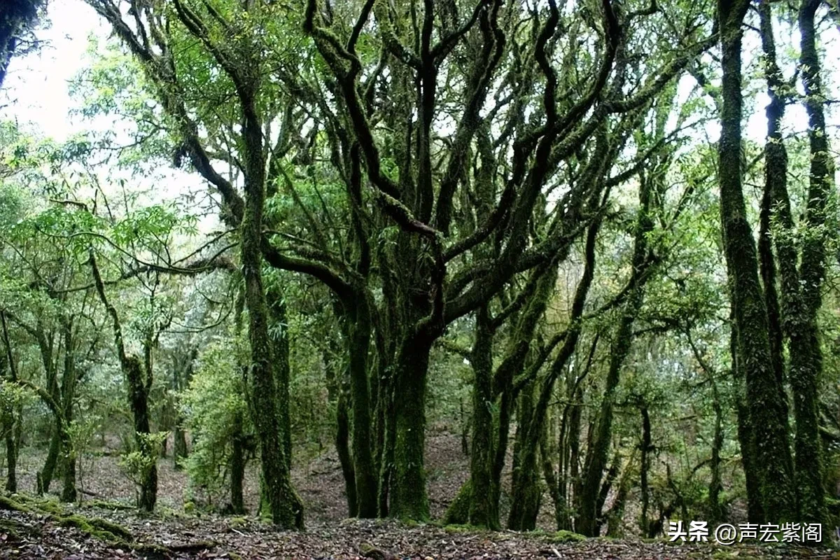 小G助手邀请码：探索神秘哀牢山，禁区特产大揭秘与国庆热潮