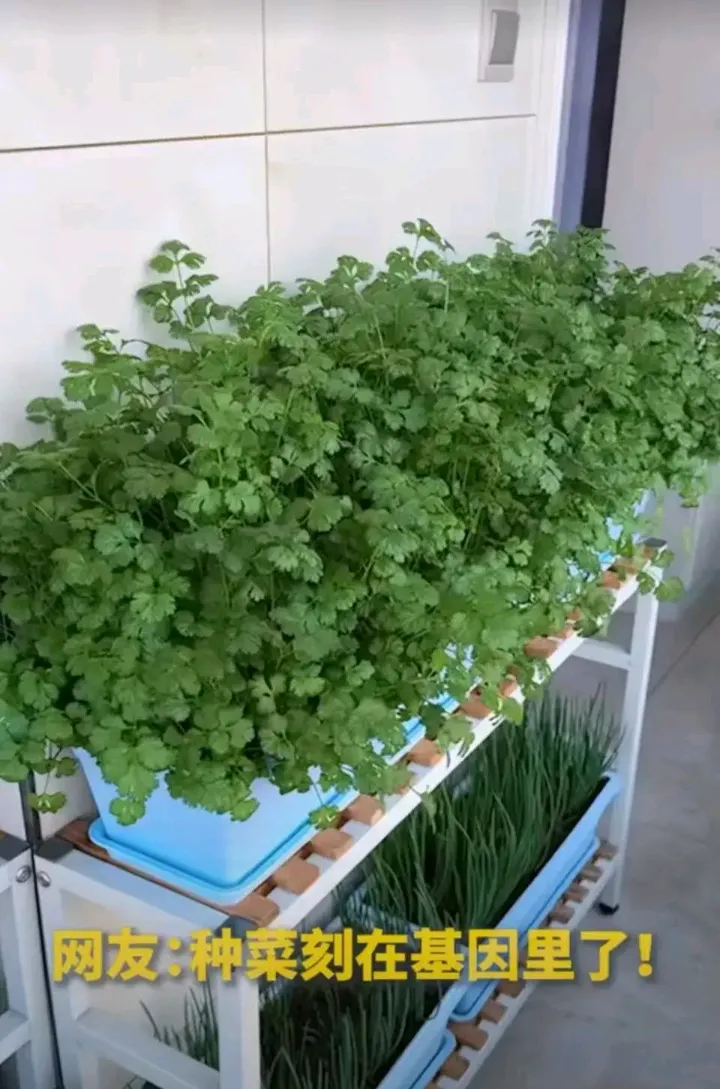 番茄管家邀请码：阳台种菜逆袭物价，从青椒到西瓜的生活革命