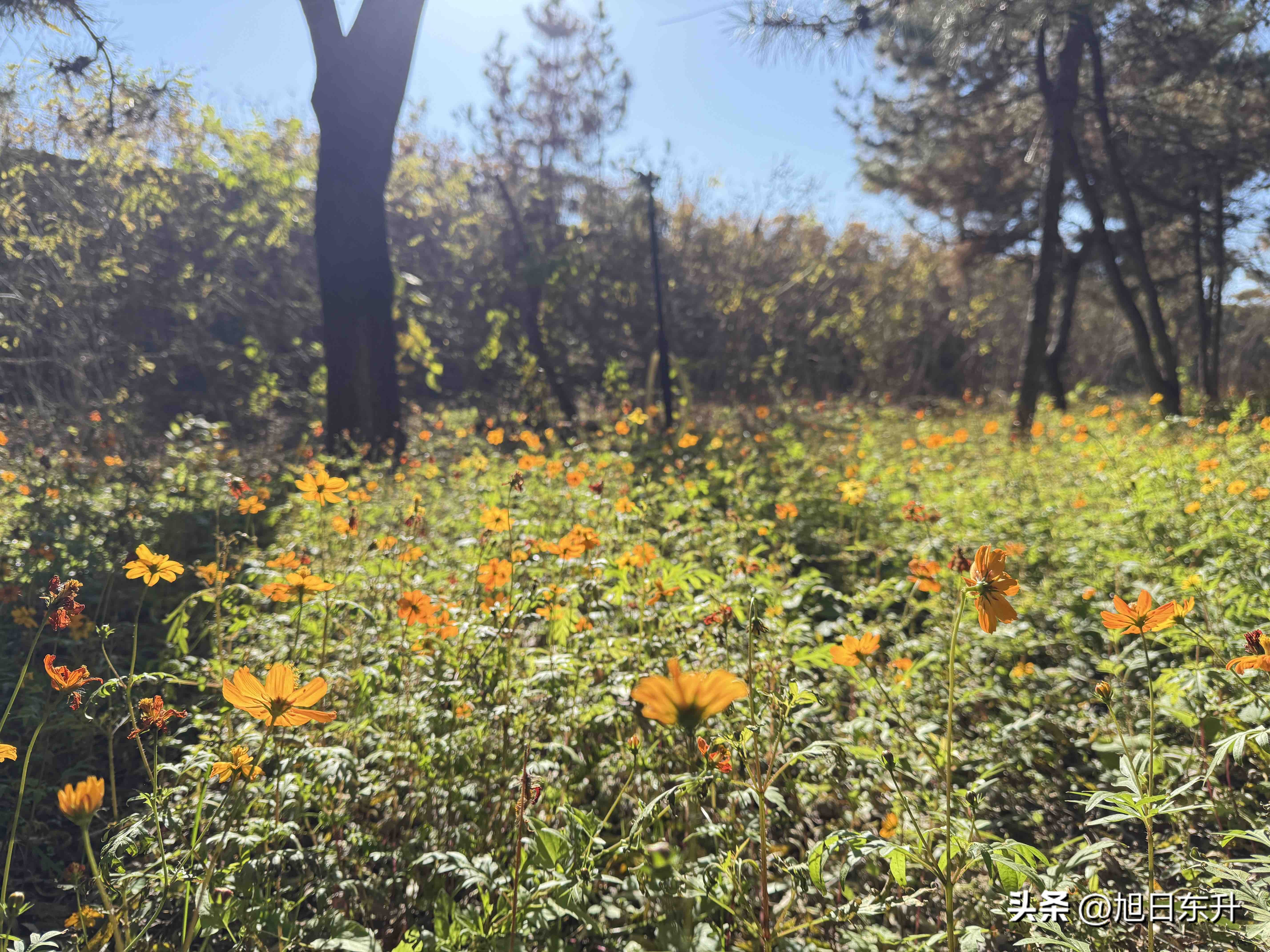 快火助手：北京冬日红果植物与猫咪的慵懒生活态度探寻