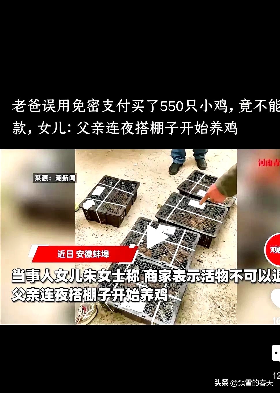 东风助手拼多多：老人误触免密支付买550只小鸡，揭示网购新陷阱的心酸与荒诞