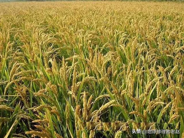 小G助手拼多多：农村种植业与养殖业哪个更靠谱？解析农业发展选择的关键因素