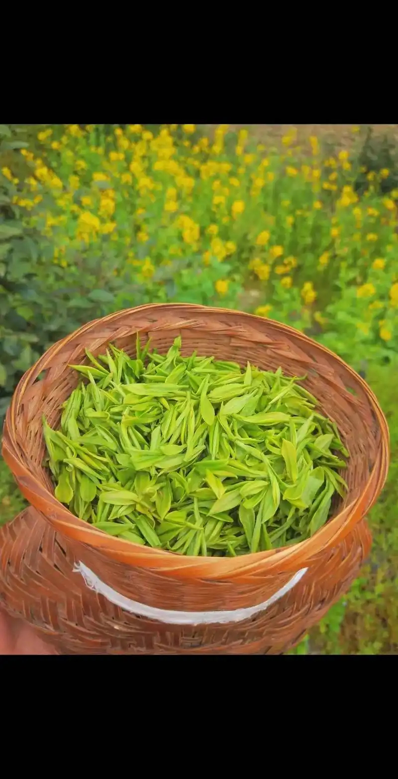 神龙助手：揭开茶叶真相，如何识别核心产区茶的真实身份与品质技巧