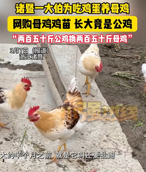 易评助手拼多多：浙江大爷网购母鸡苗被骗，全是公鸡媒体曝光维权引关注