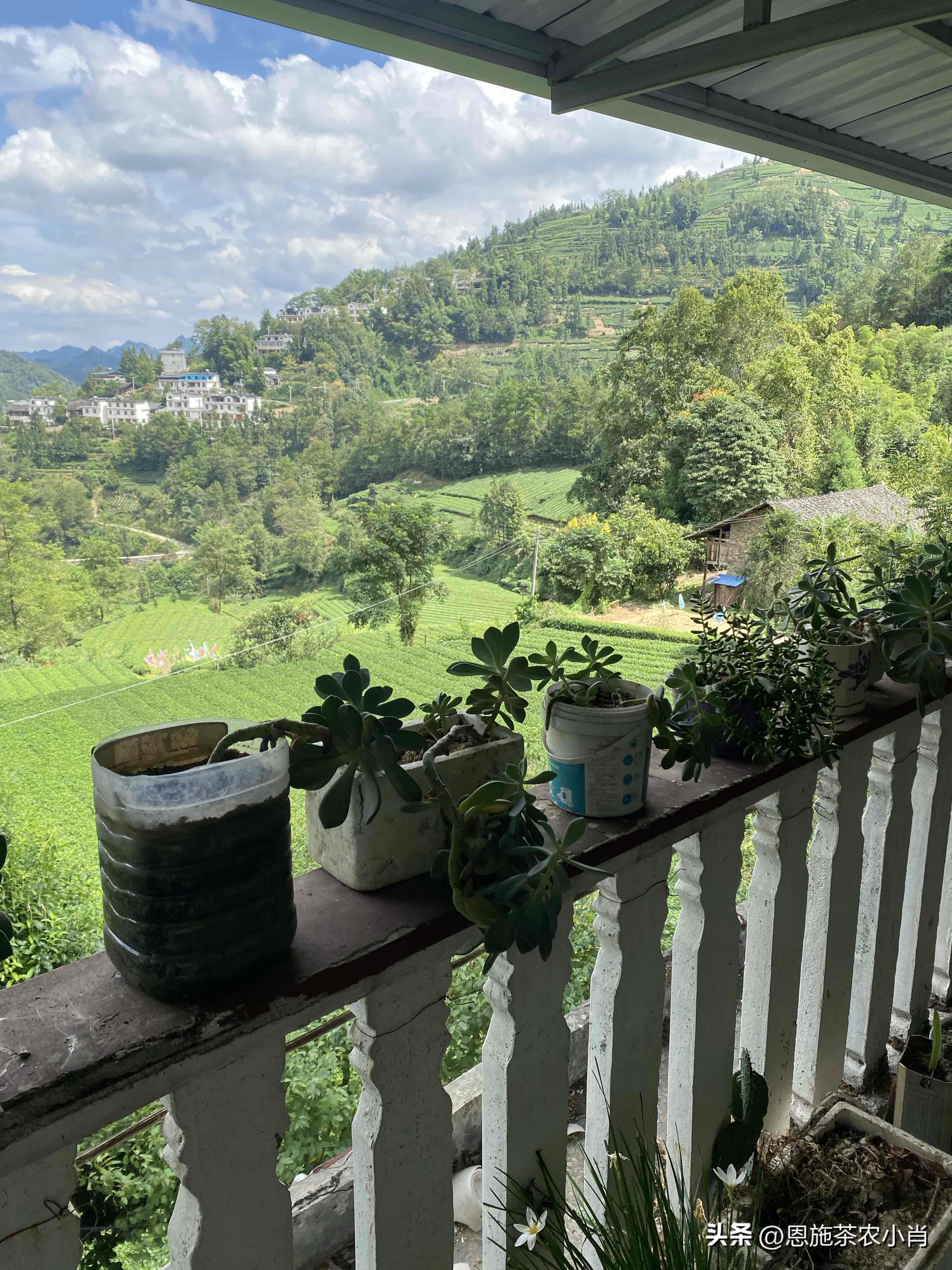 多多出评工具：茶叶行业的真实利润与市场竞争，一位从业者的深刻反思
