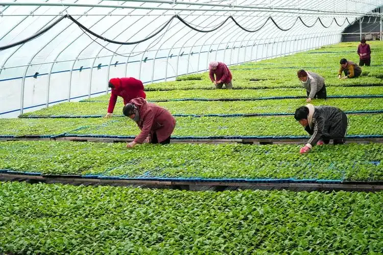 小G助手下载安装：2025年种植业，高附加值经济作物与中药材的投资前景分析