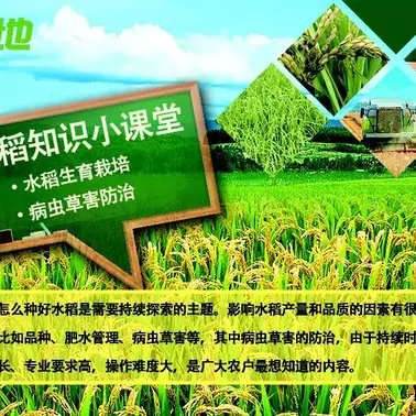 多成团助手：2025年上海水稻主导品种发布，13个优质稻米推荐及种植注意事项