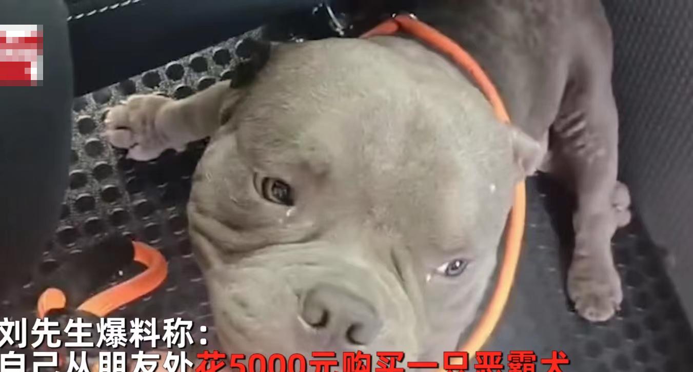 番茄管家软件：恶霸犬运输遭遇司机敲诈，专家提醒宠物主人注意安全保障措施