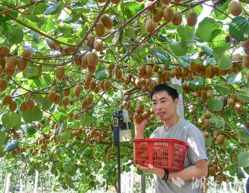 51助手：蕲春猕猴桃助农行动，数字赋能文旅农业新模式探索