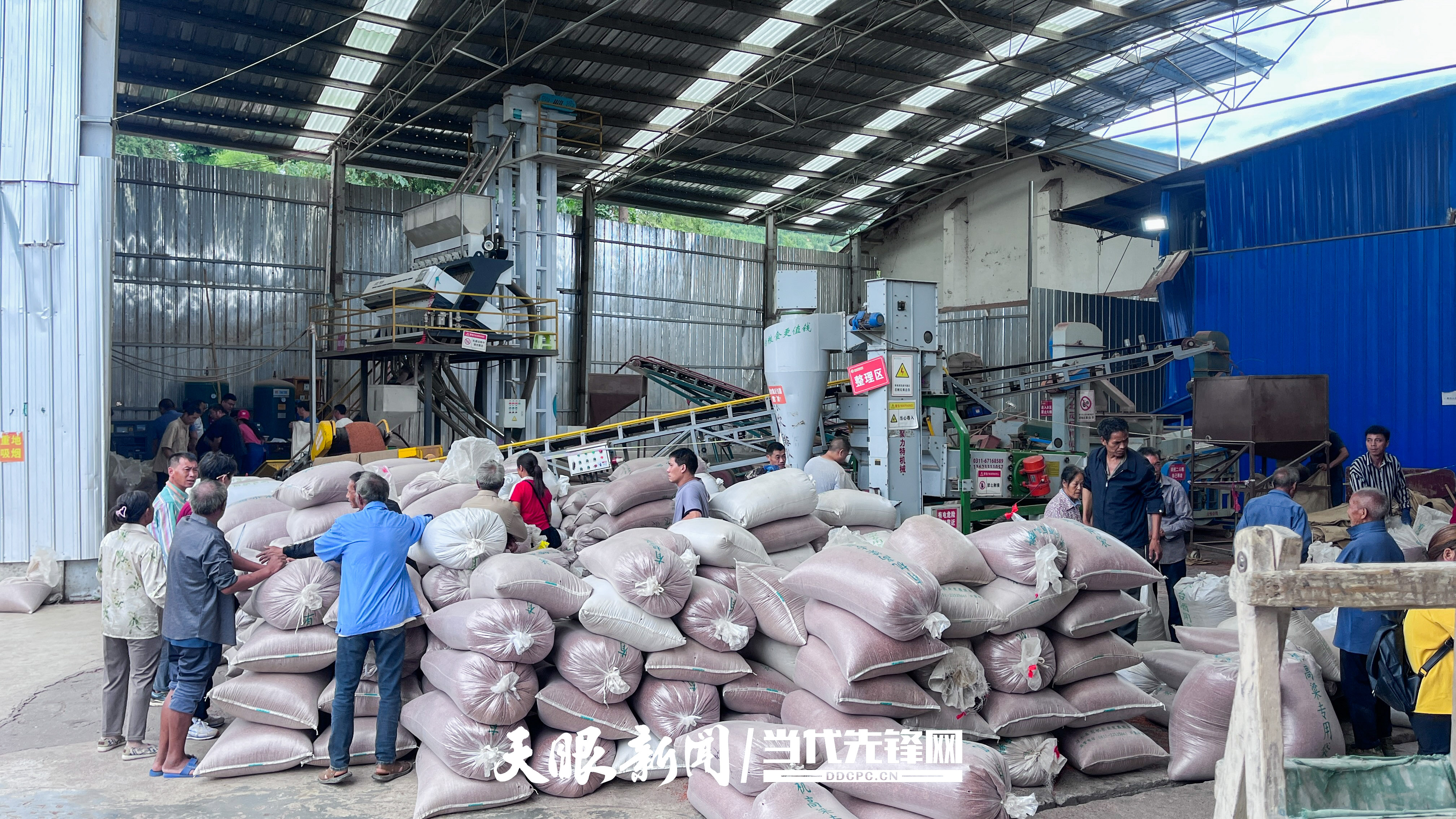 小Q助手开团软件：2025年“中国农民丰收节”，习水县高粱订单农业助力农民增收致富
