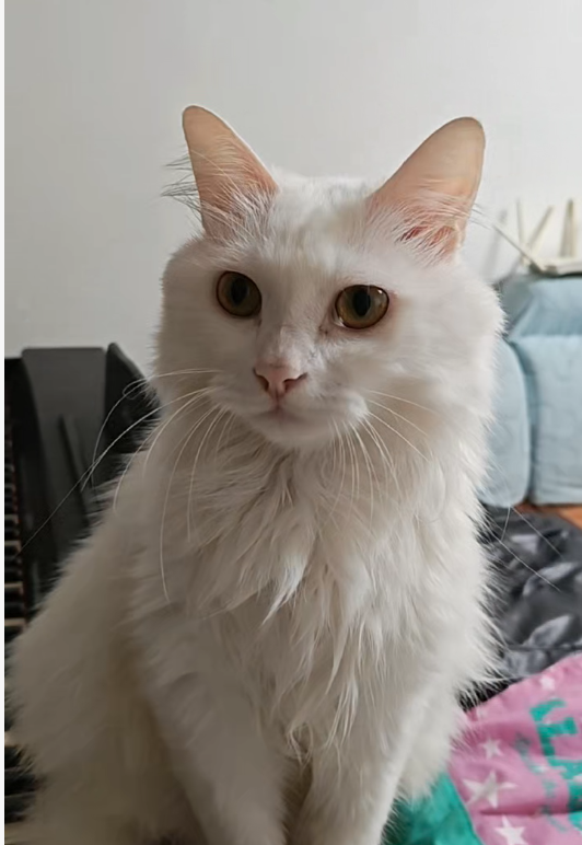 51助手官网入口：宠物带货的现实，我与猫咪的无奈之路