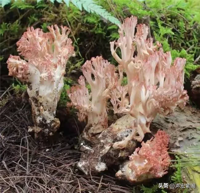 小G助手邀请码：探索神秘哀牢山，禁区特产大揭秘与国庆热潮